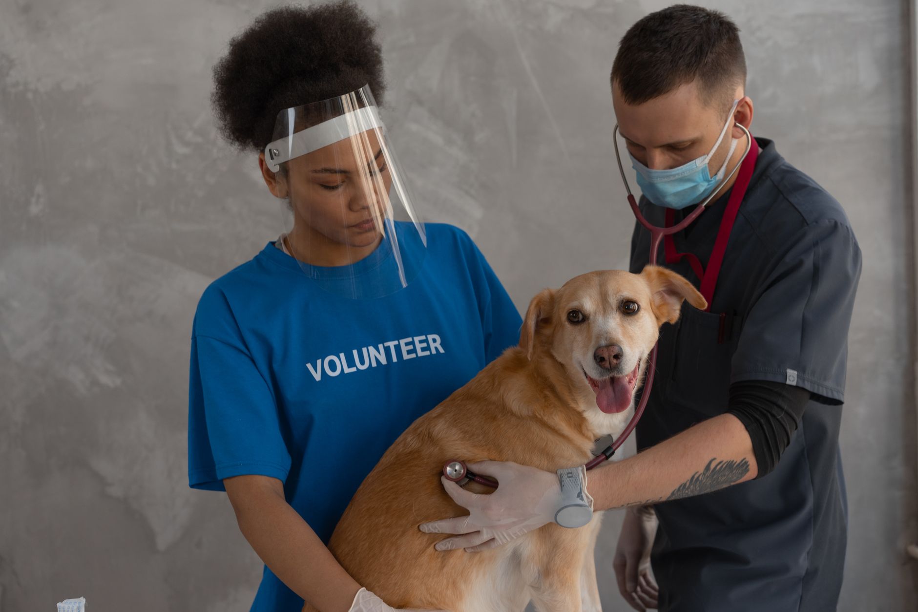 Köpeğim Kısırlaştırıldığında Sağlık Faydaları