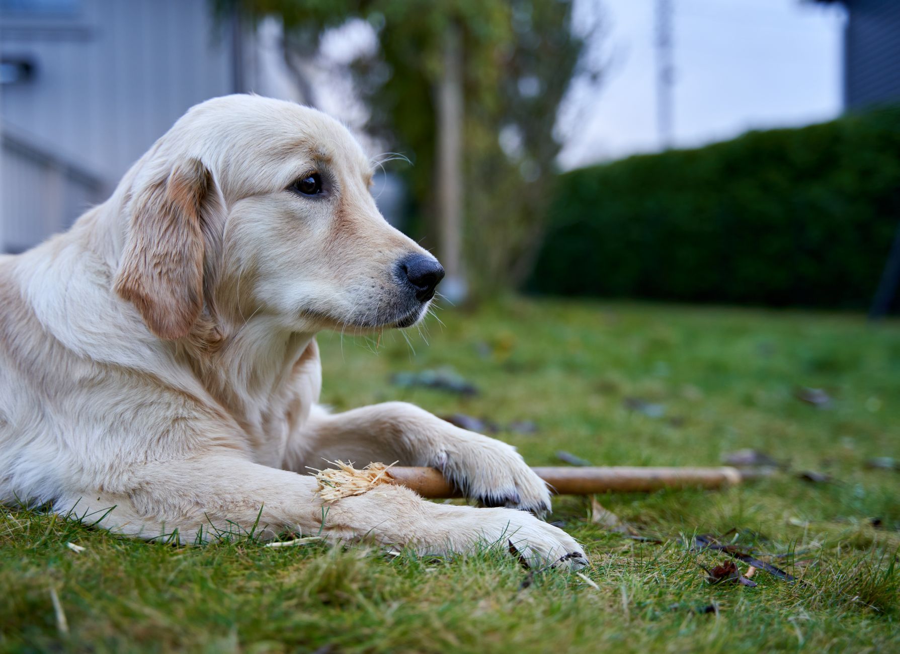 Köpek Kısırlaştırma Ameliyatı: Ne Beklemeliyim?