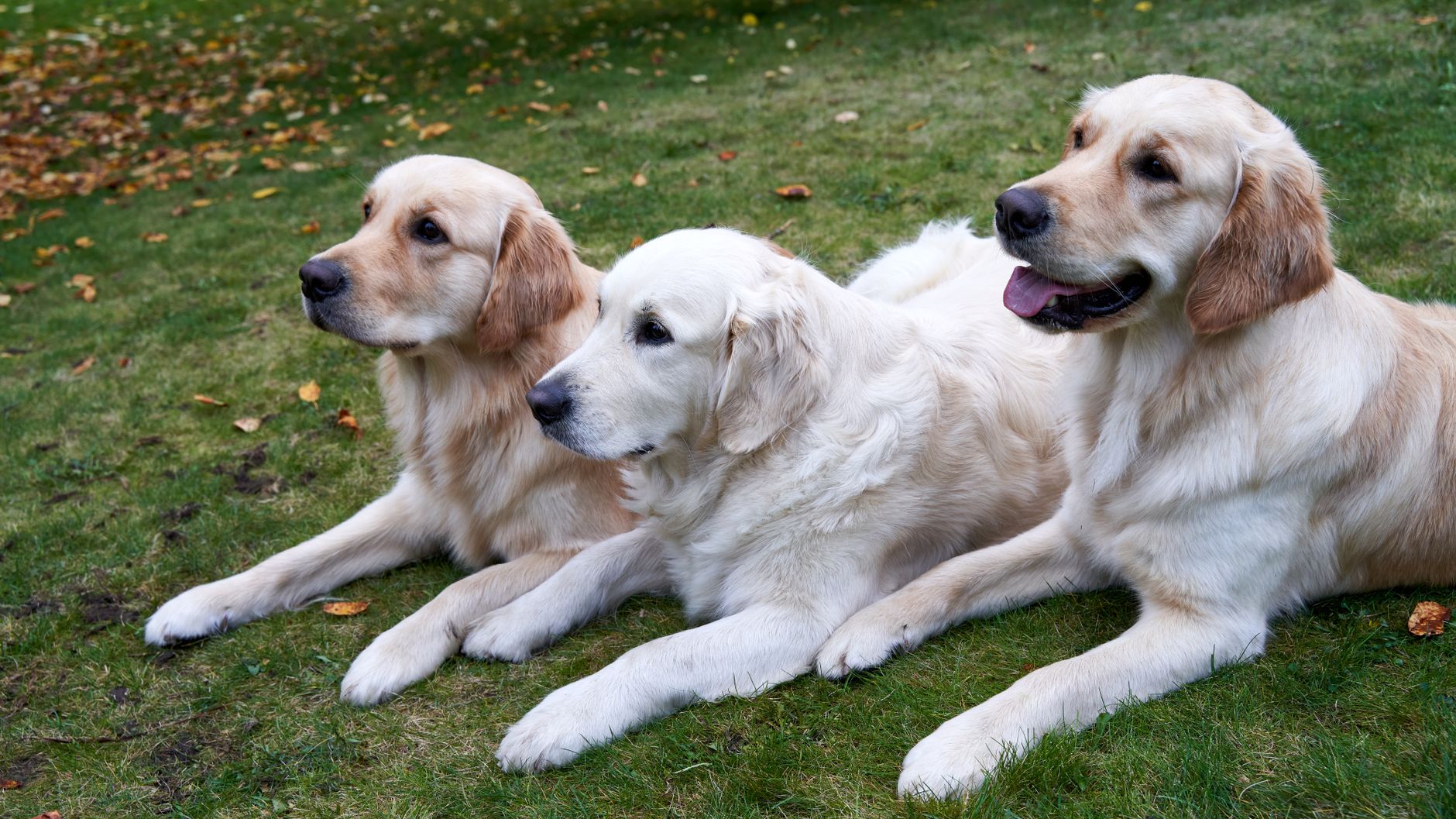 Köpeğimi Kısırlaştırmak İstiyorum: Bilmeniz Ger...