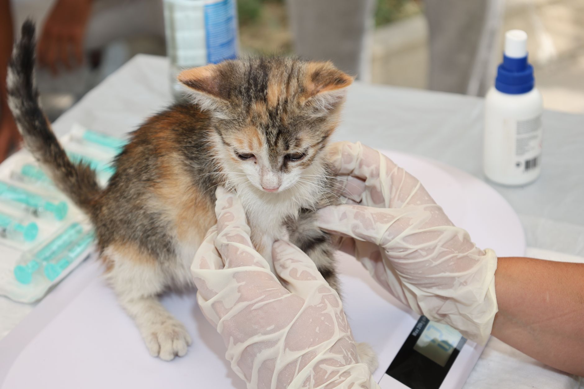 Güzelbahçe Veterinerinde Hayvan Bakımı İçin Al...