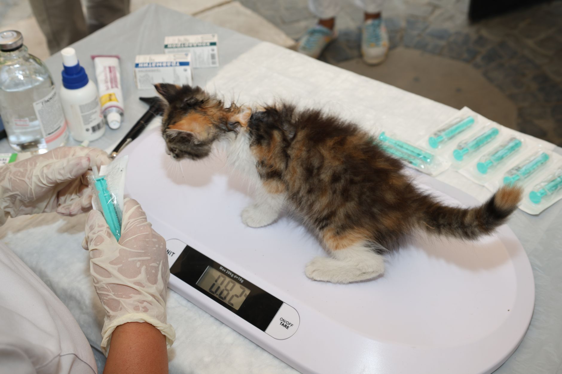 Güzelbahçe'de Veteriner Kayıt İşlemleri