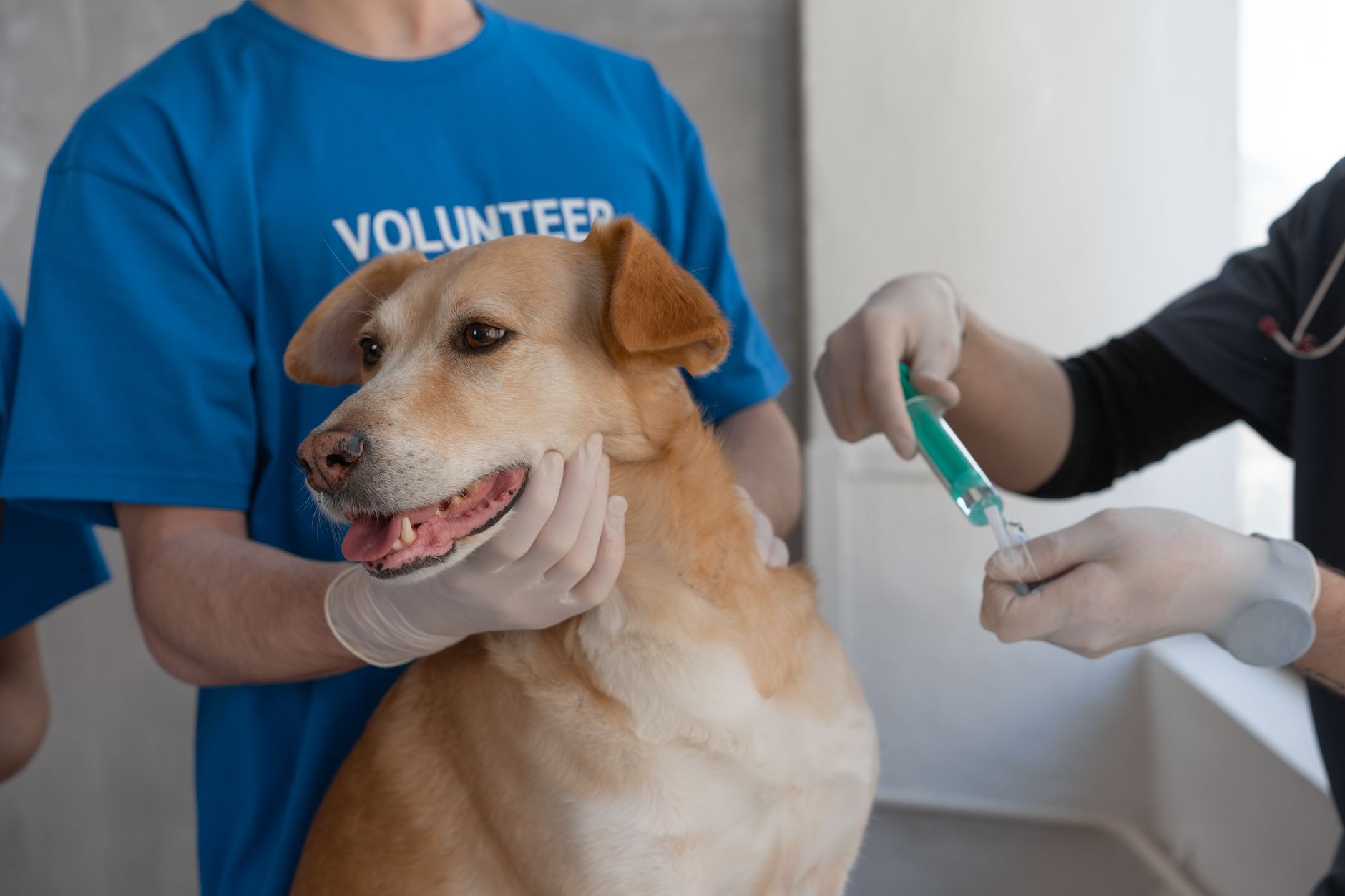 İzmir’deki En İyi Veterinerlik Klinikleri Hakkı...