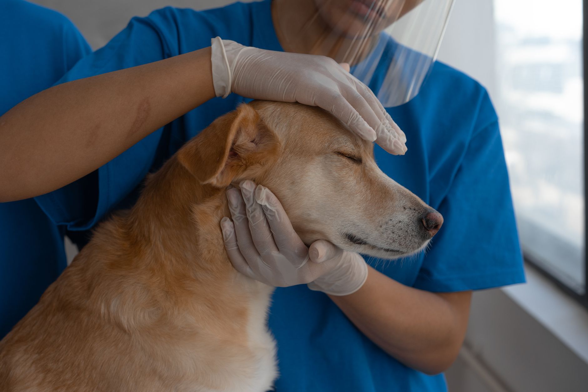 Güzelbahçe Veteriner Kliniğinde Sağlıklı Hayvan...