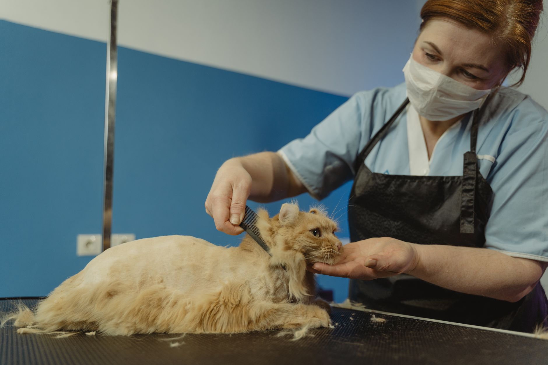 İzmir Veterinere Gitmeden Önce Bilmeniz Gerekenler