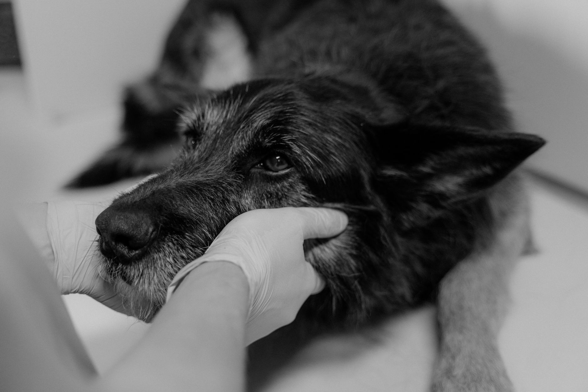 İzmir Veterinere Gitmeden Önce Bilmeniz Gerekenler