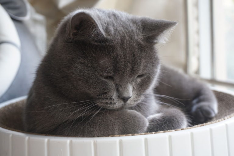 The Vets Hub - Mutlu patiler