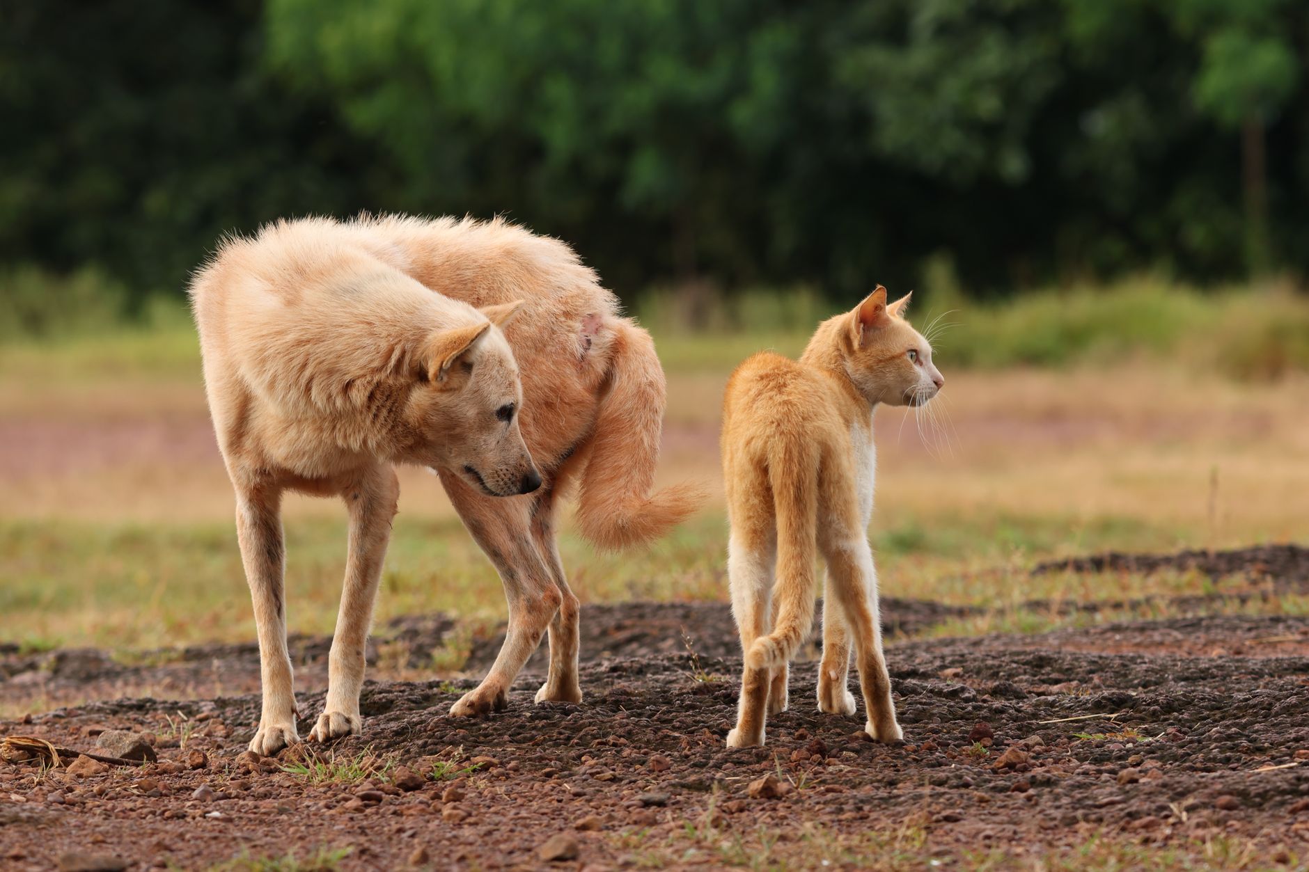 Kedi ve Köpeklerde Sağlık: İzmir'deki Başarı Hi...
