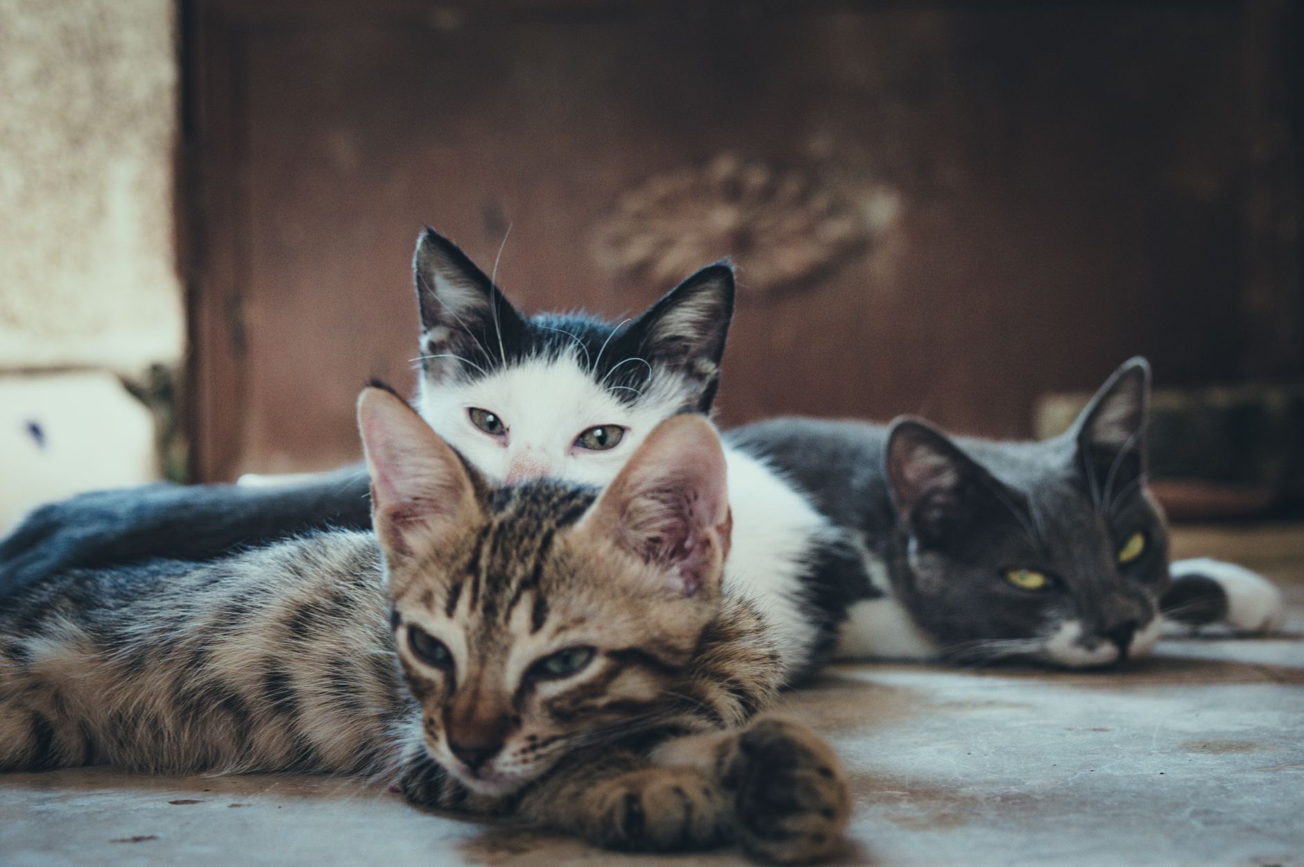 Kedi ve Köpekler İçin İzmir Aşılama ve Cerrahi ...