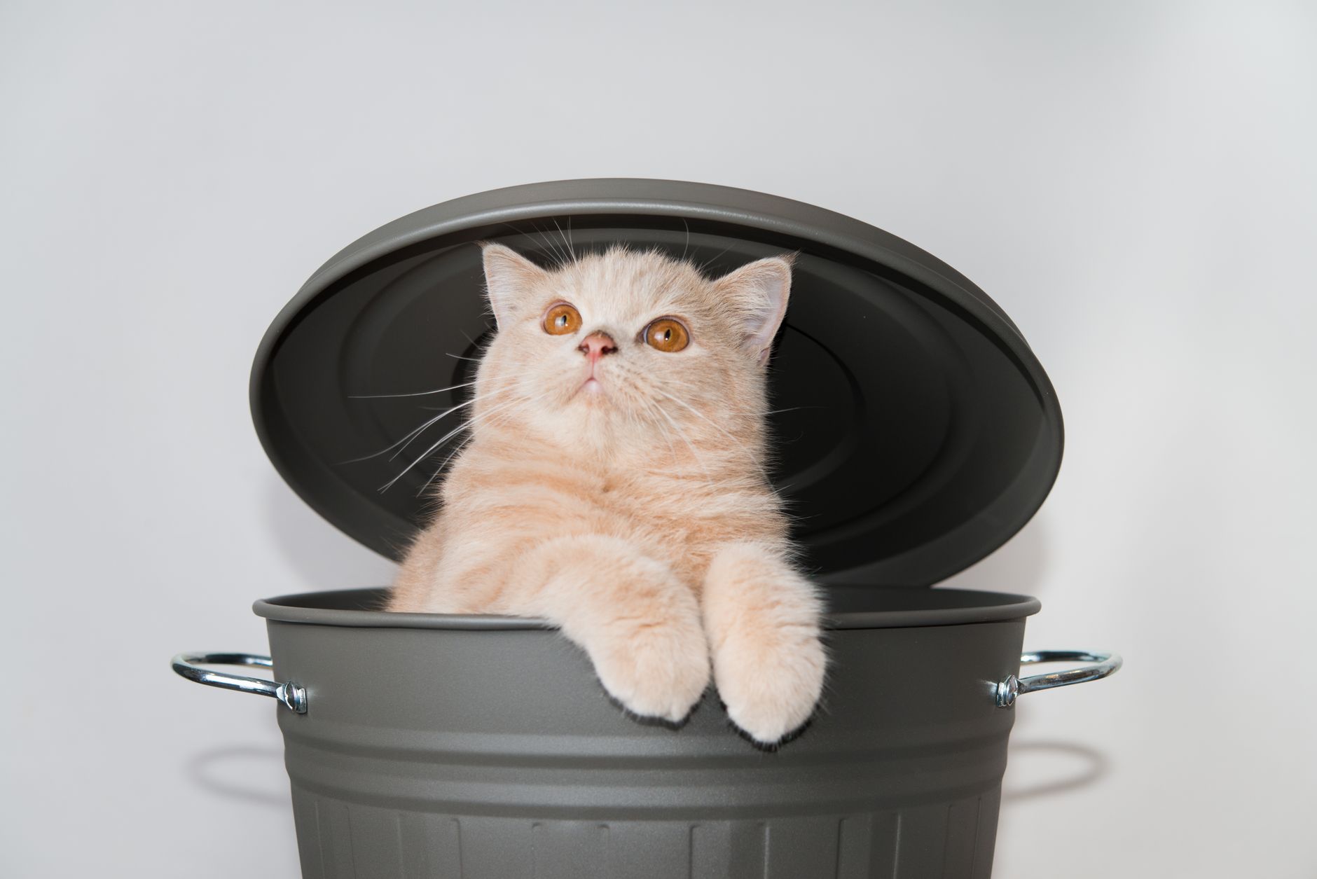 Kedi Kumu Seçimi ve Tuvalet Eğitimi Rehberi