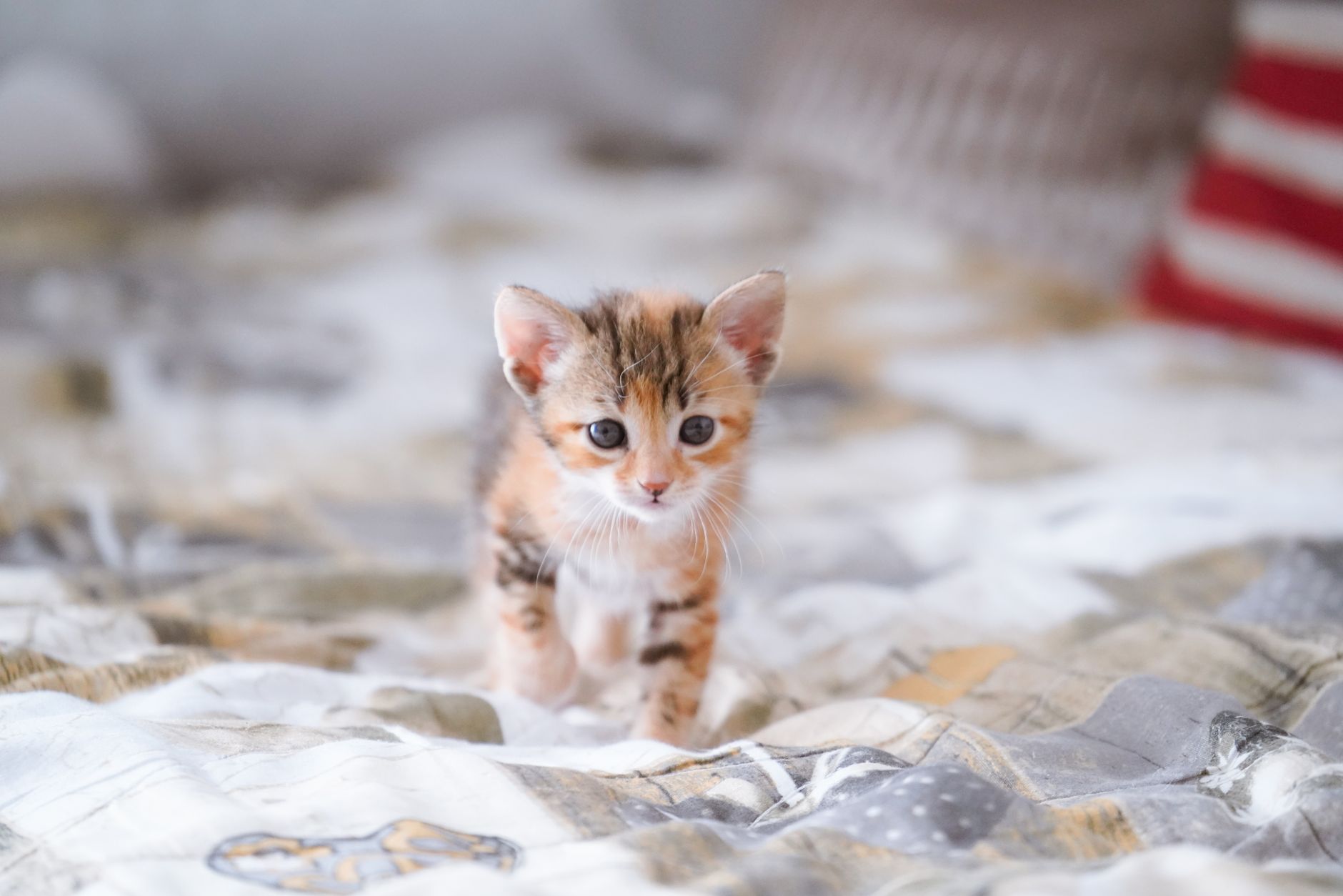 Kedi Kumu Seçimi ve Tuvalet Eğitimi Rehberi