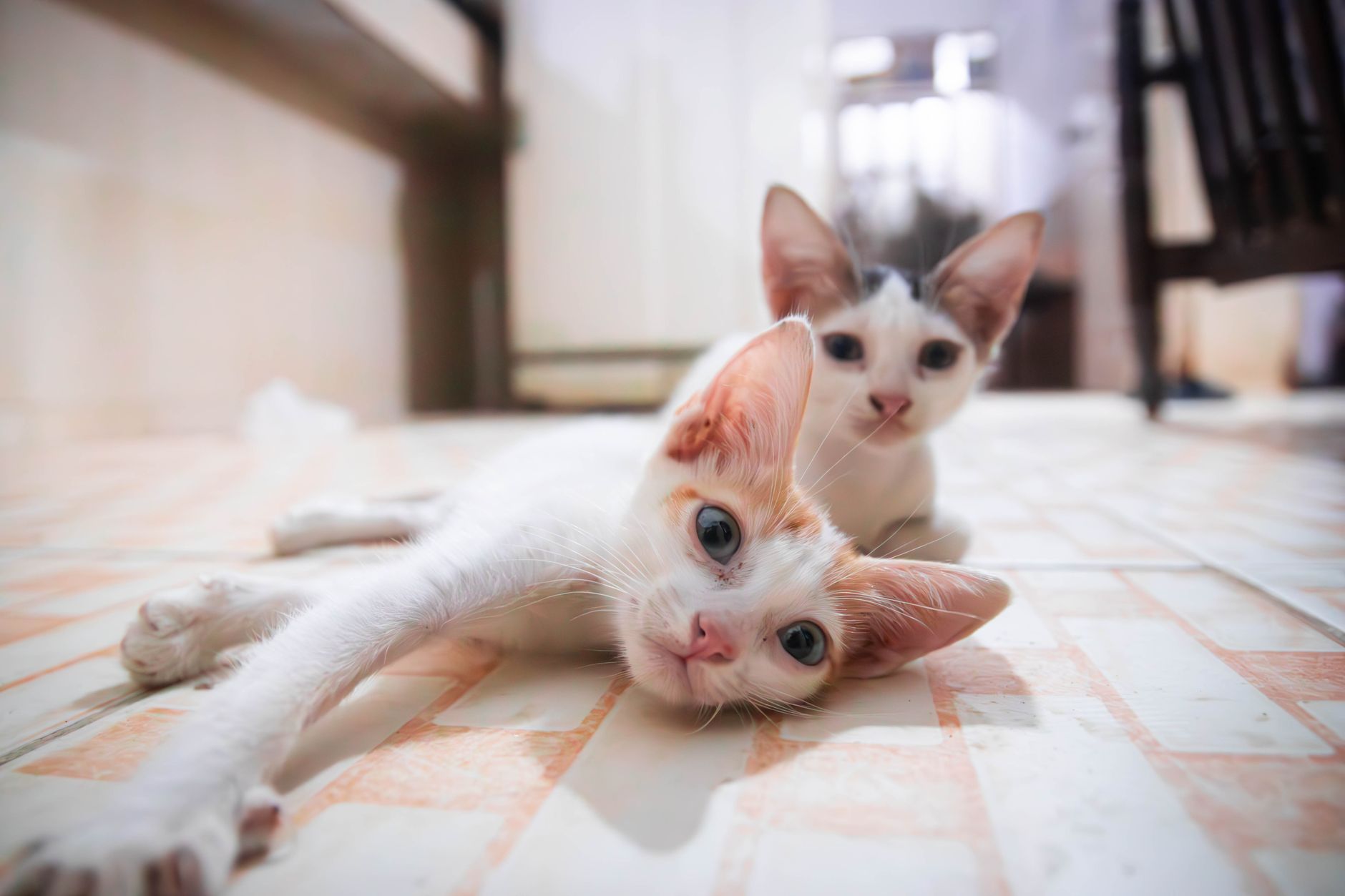İzmir'de Kedi Kısırlaştırma Fiyatları ve Klinikler