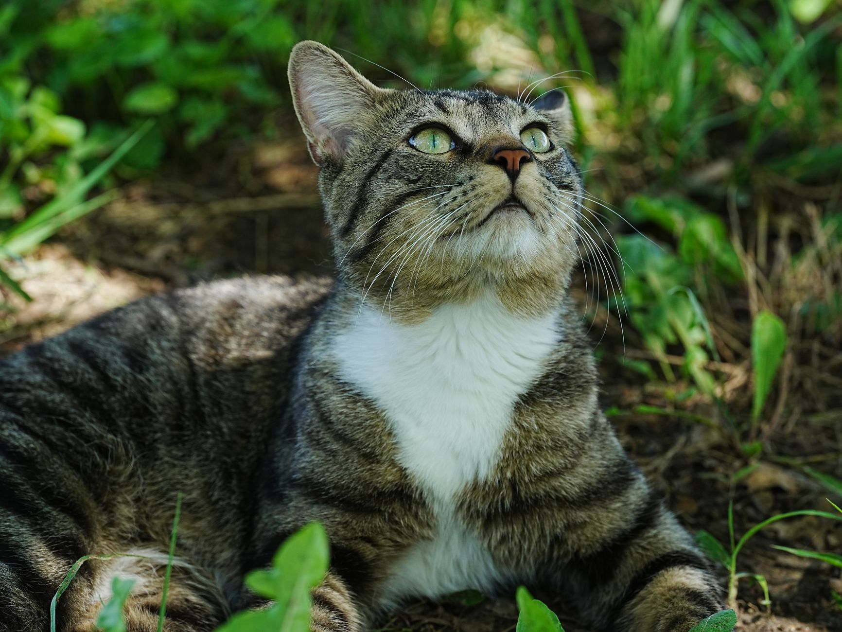 Kedi Kısırlaştırma İzmir: Bilmeniz Gerekenler