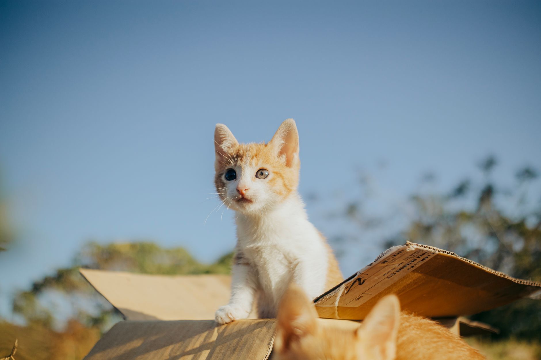 Kedi Kısırlaştırma Sonrası Bakım: İzmir’de Nele...