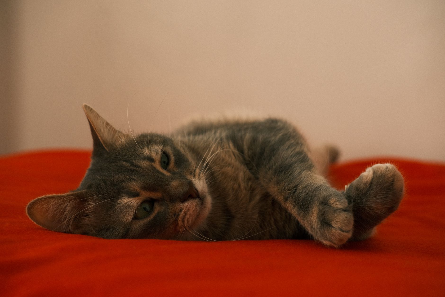 Kedi Kısırlaştırma Hakkında Sık Sorulan Sorular