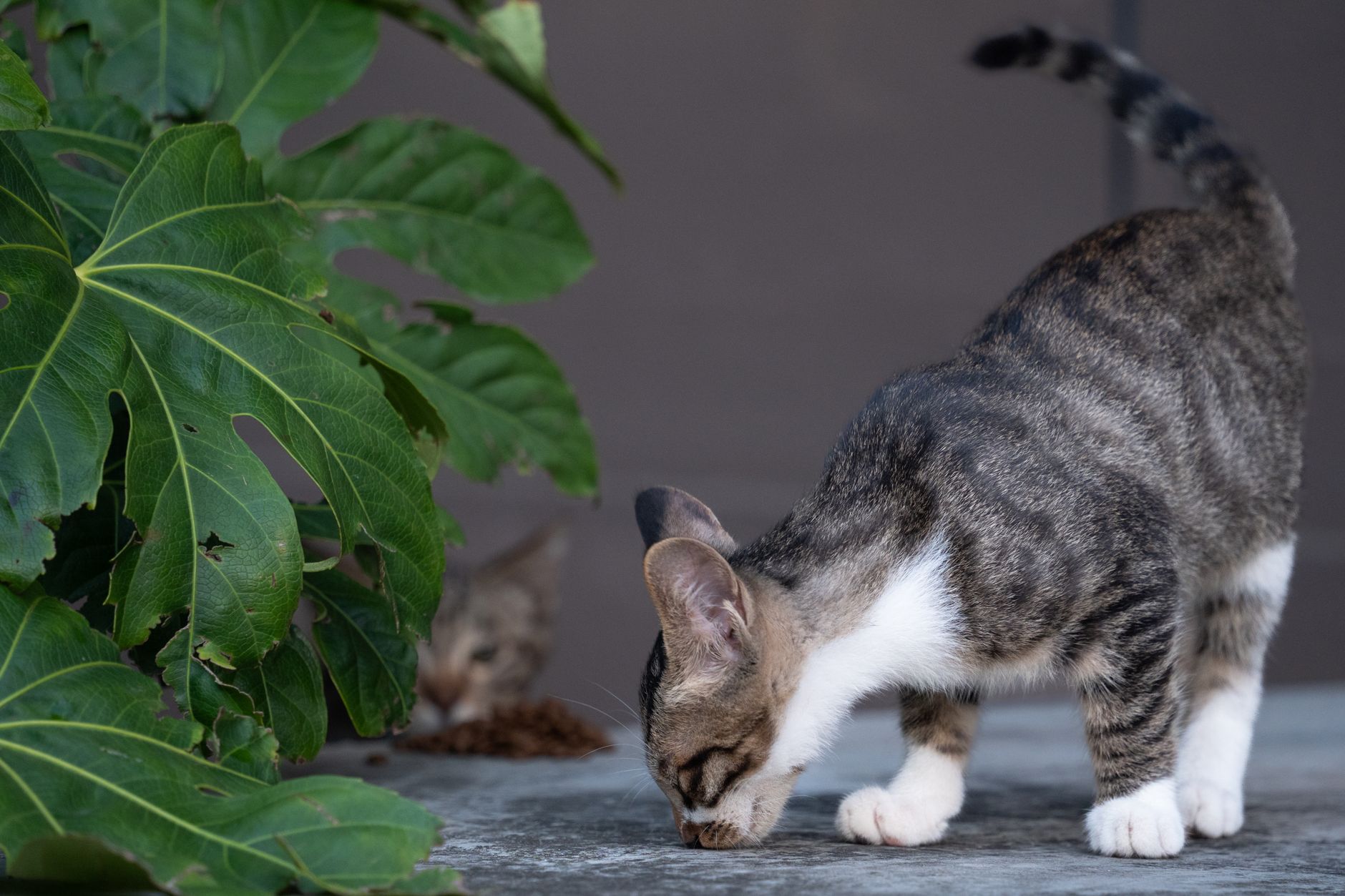 Kedi Kısırlaştırmanın Faydaları ve İzmir’deki K...