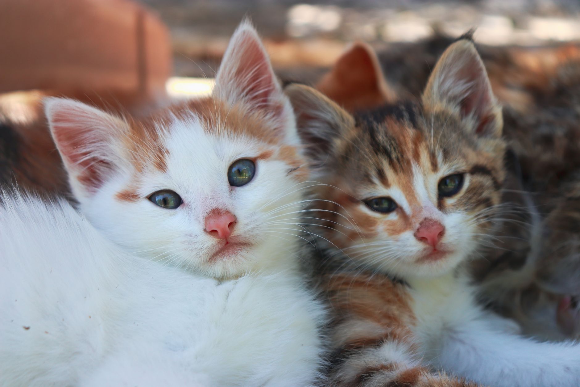 Kedi Kısırlaştırma Öncesi ve Sonrası: İzmir’dek...