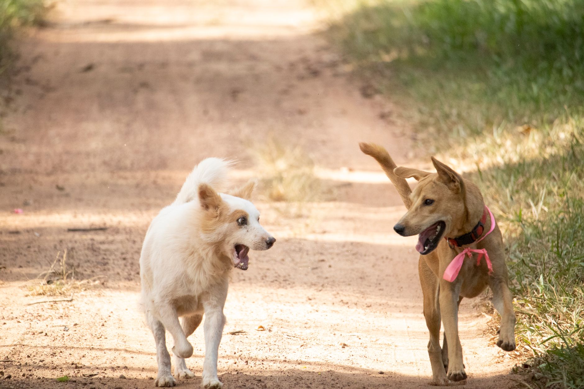 Köpek Sahipleri İçin İzmir'de Kısırlaştırma Reh...