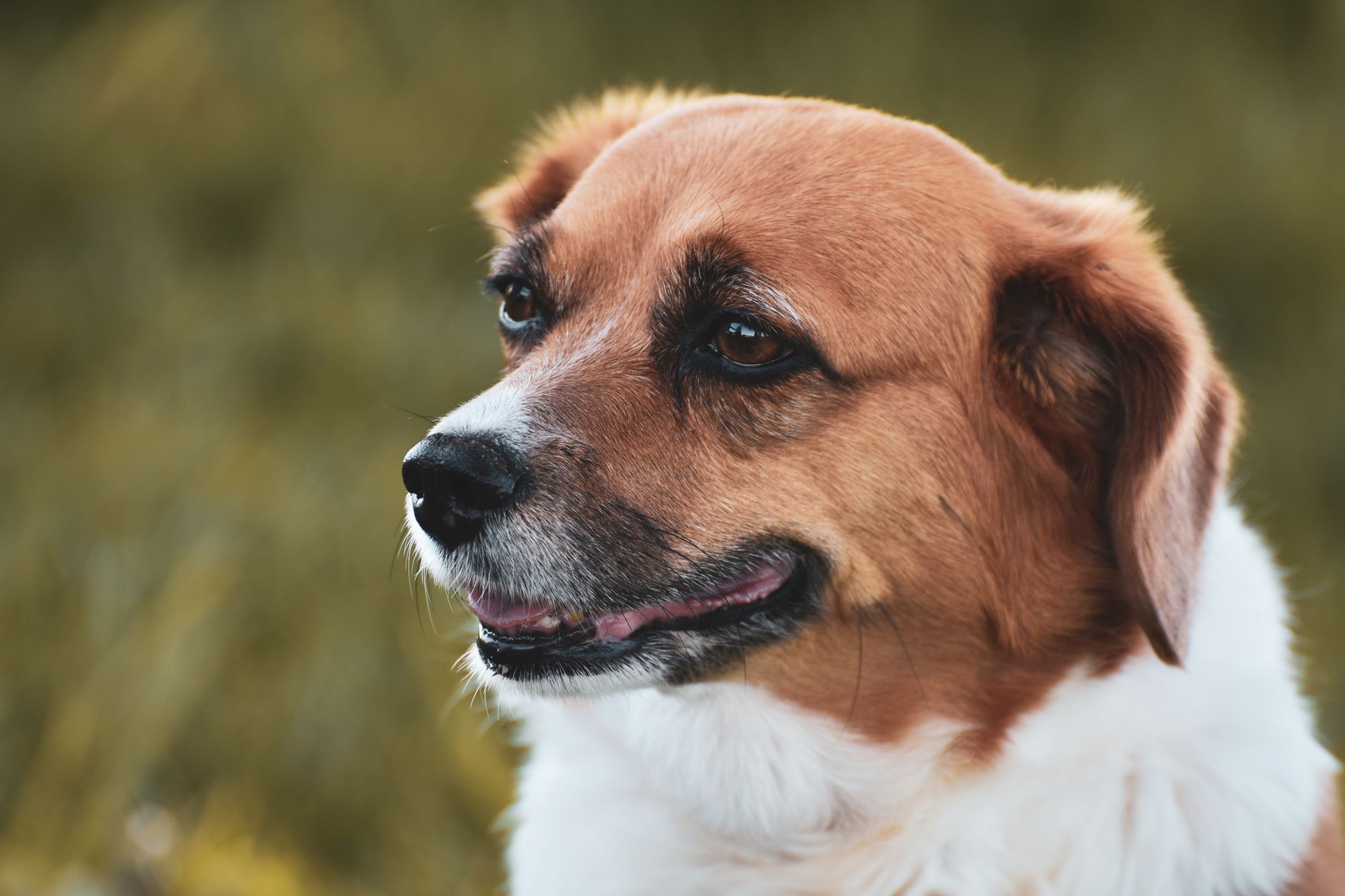 İzmir’de Köpek Kısırlaştırma Sürecinde Dikkat E...