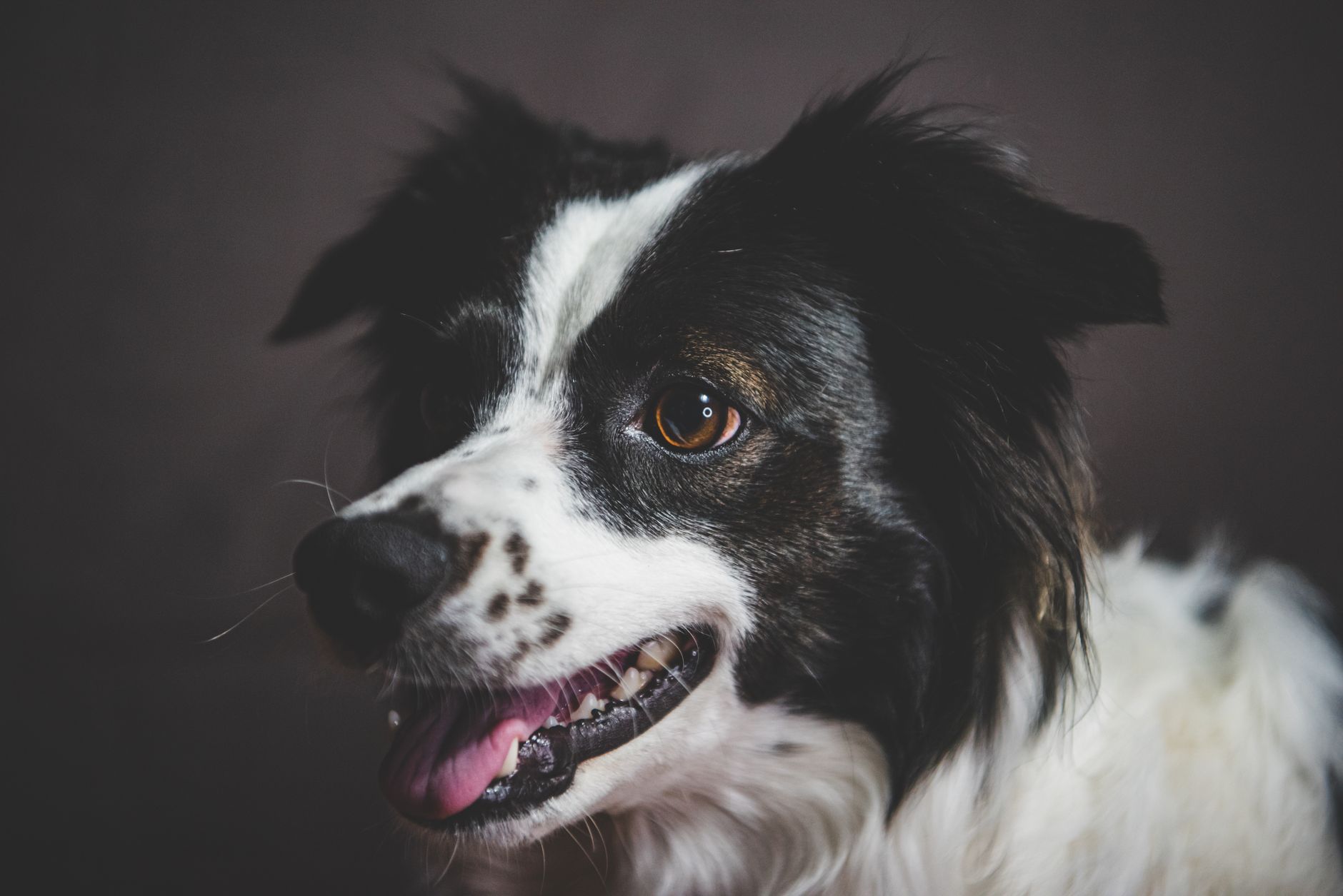 Köpek Kısırlaştırma Süreci ve Faydaları