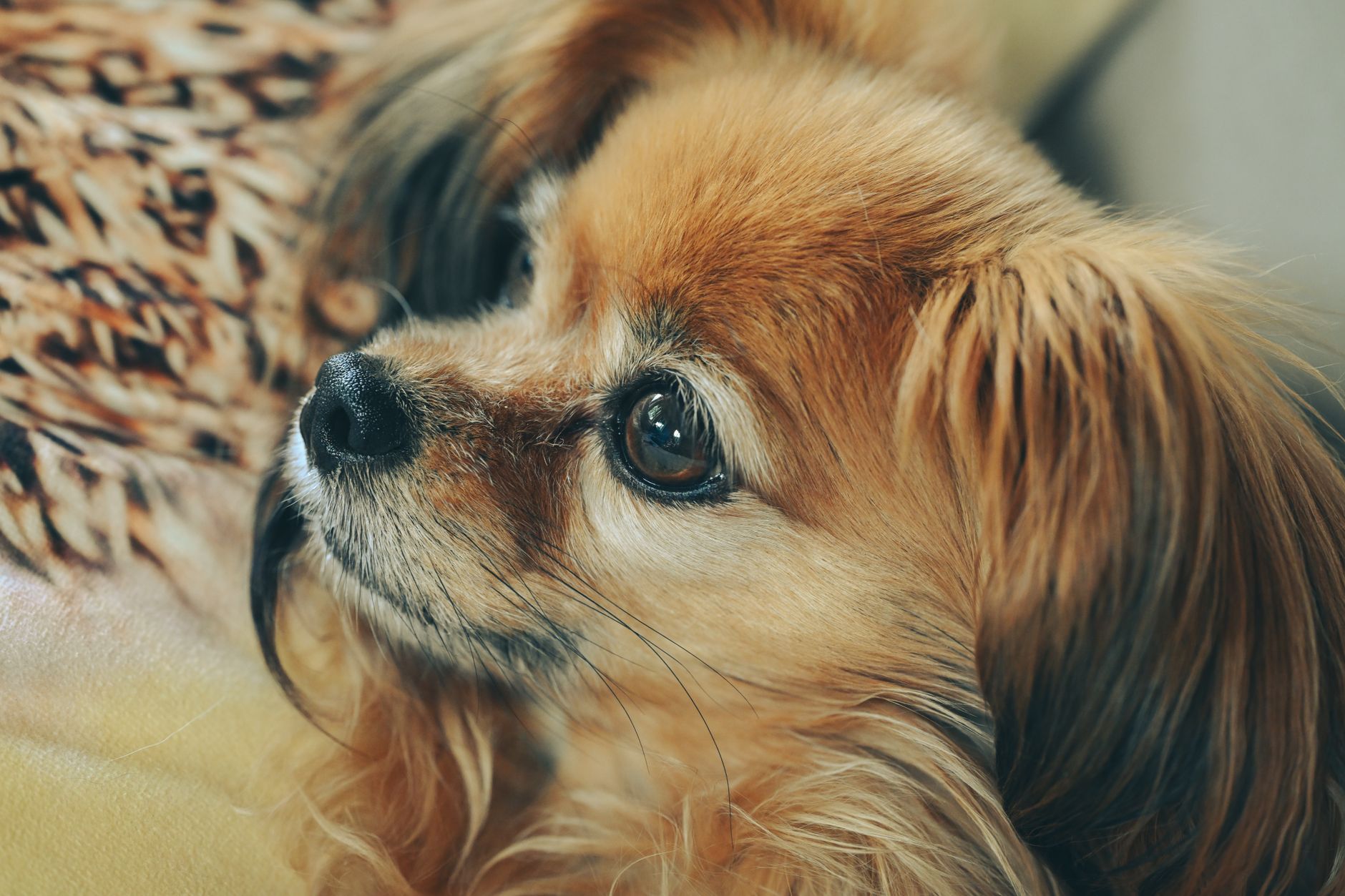 Köpeğiniz için İzmir'de En İyi Kısırlaştırma Yö...