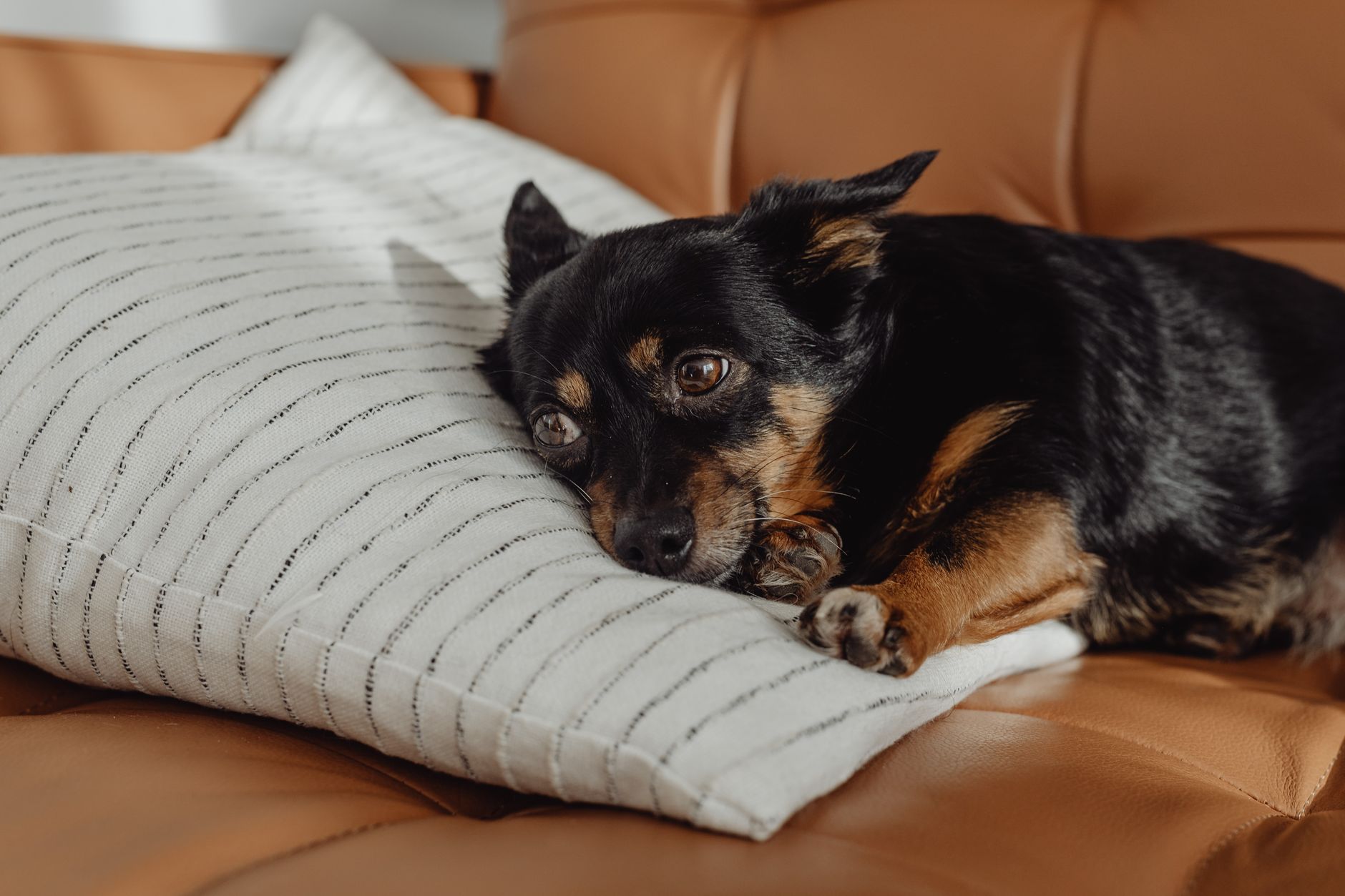 Köpeklerde Ayrılık Kaygısı ve Çözüm Yolları
