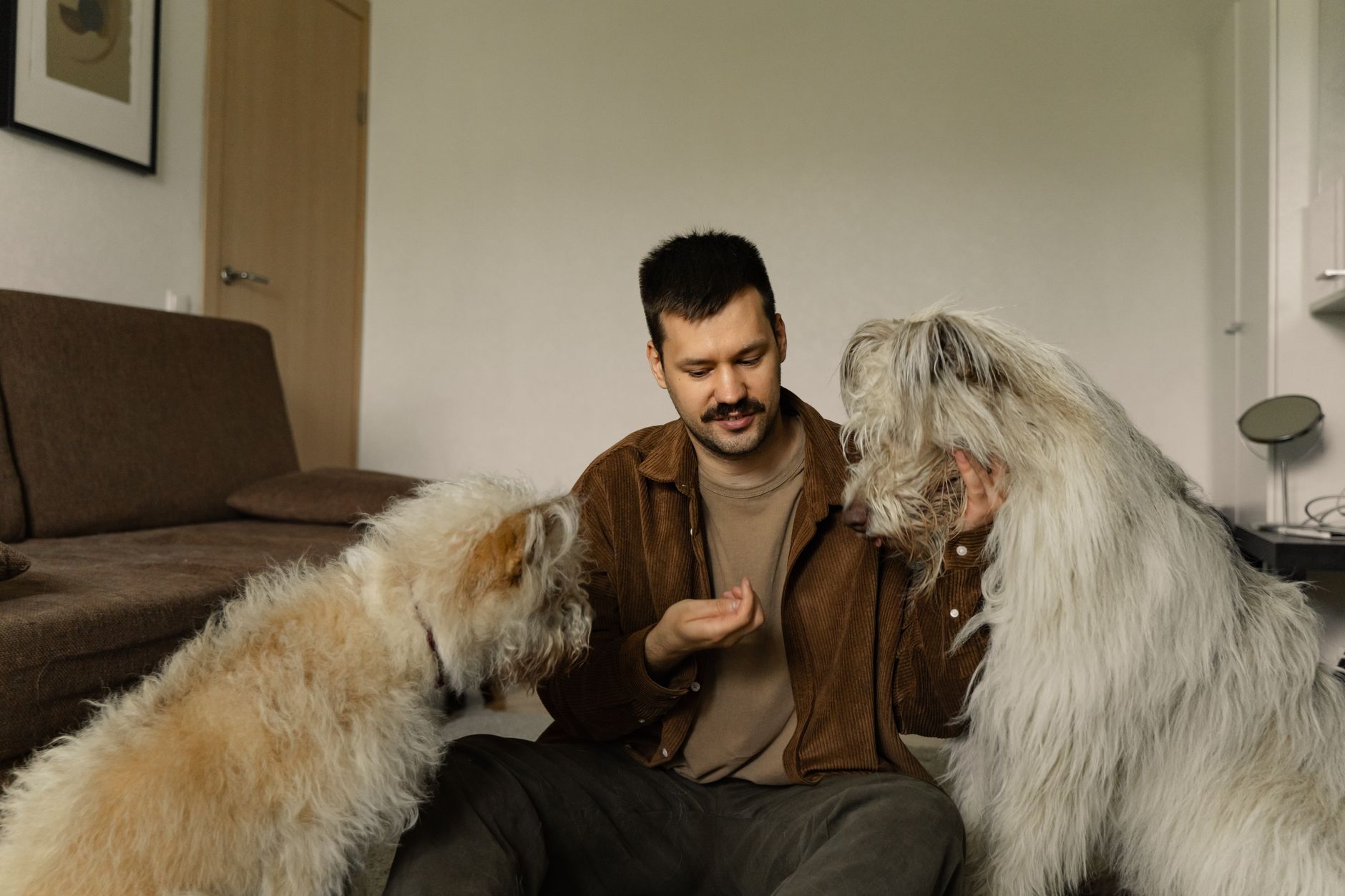 Köpeklerde Ayrılık Kaygısı ve Çözüm Yolları