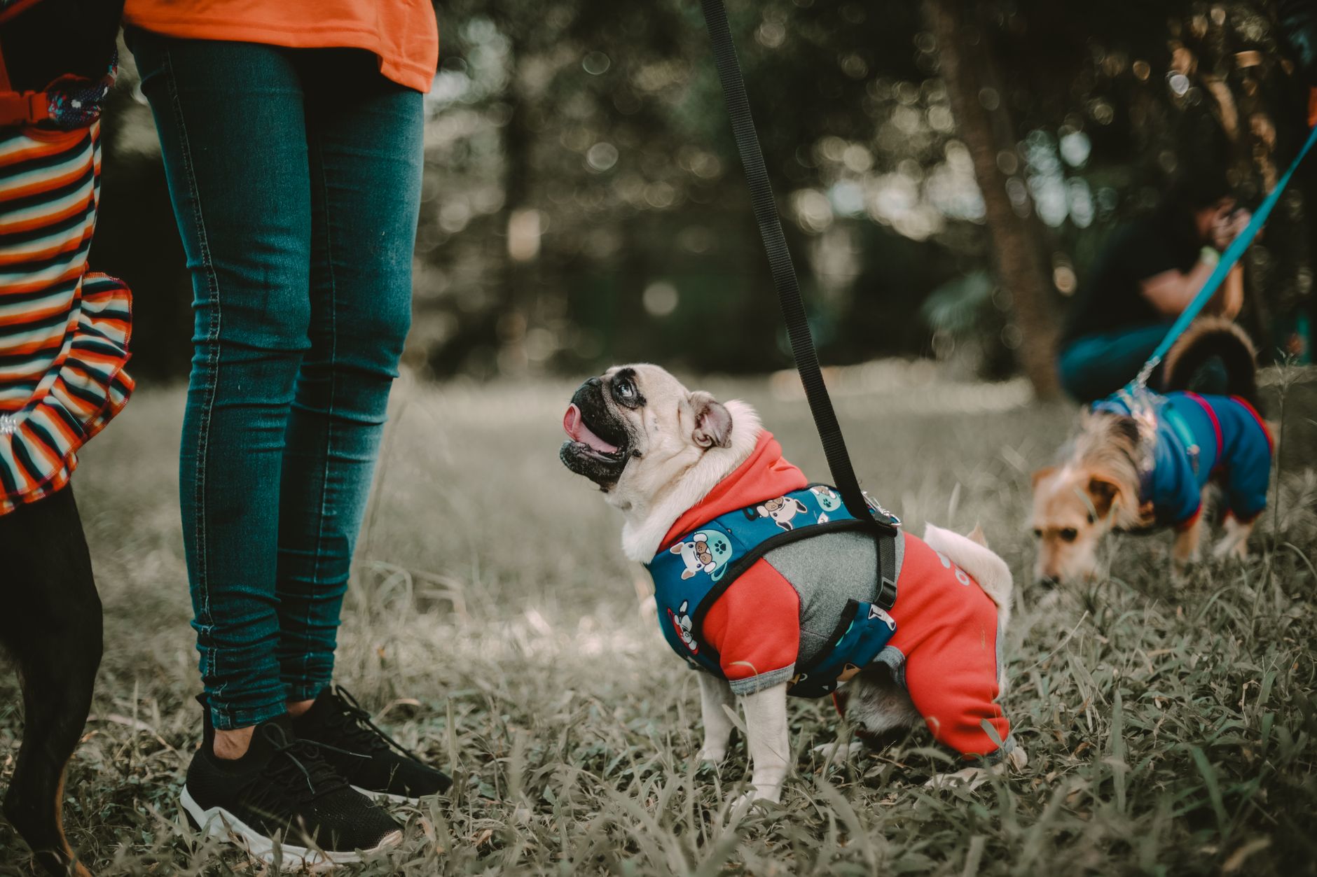 Köpeklerde Sosyalleşmenin Önemi