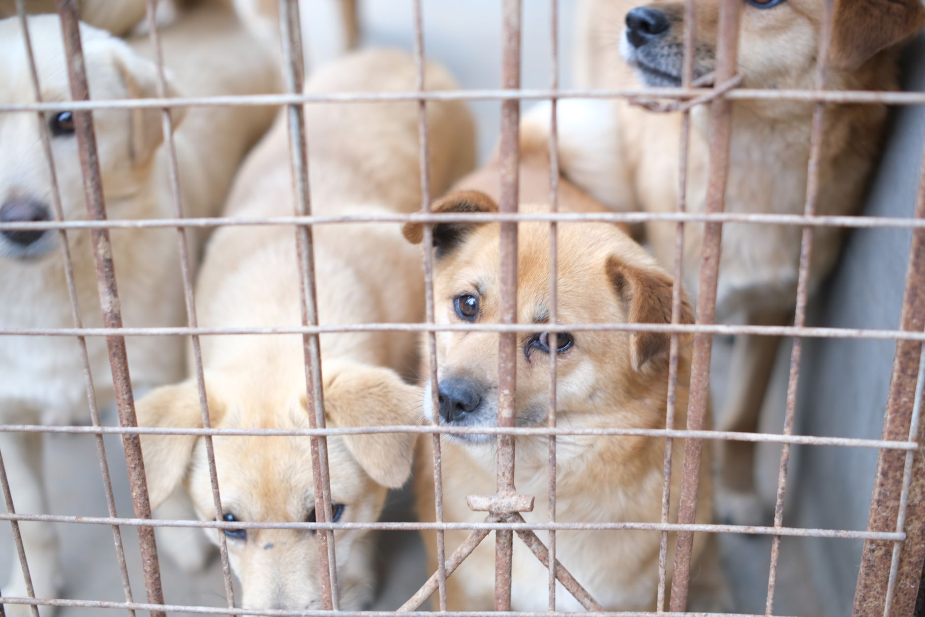 Köpek Sahiplerine Özel İzmir’de Kısırlaştırma S...
