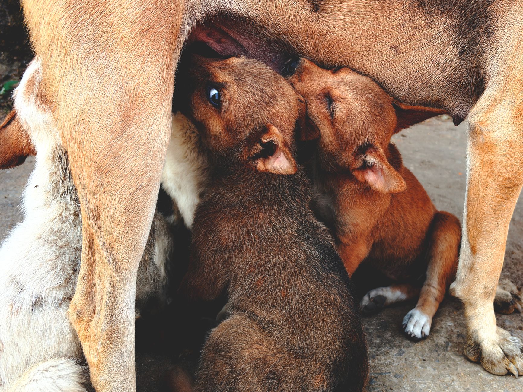 İzmir’de Köpek Kısırlaştırma için Hangi Klinikl...