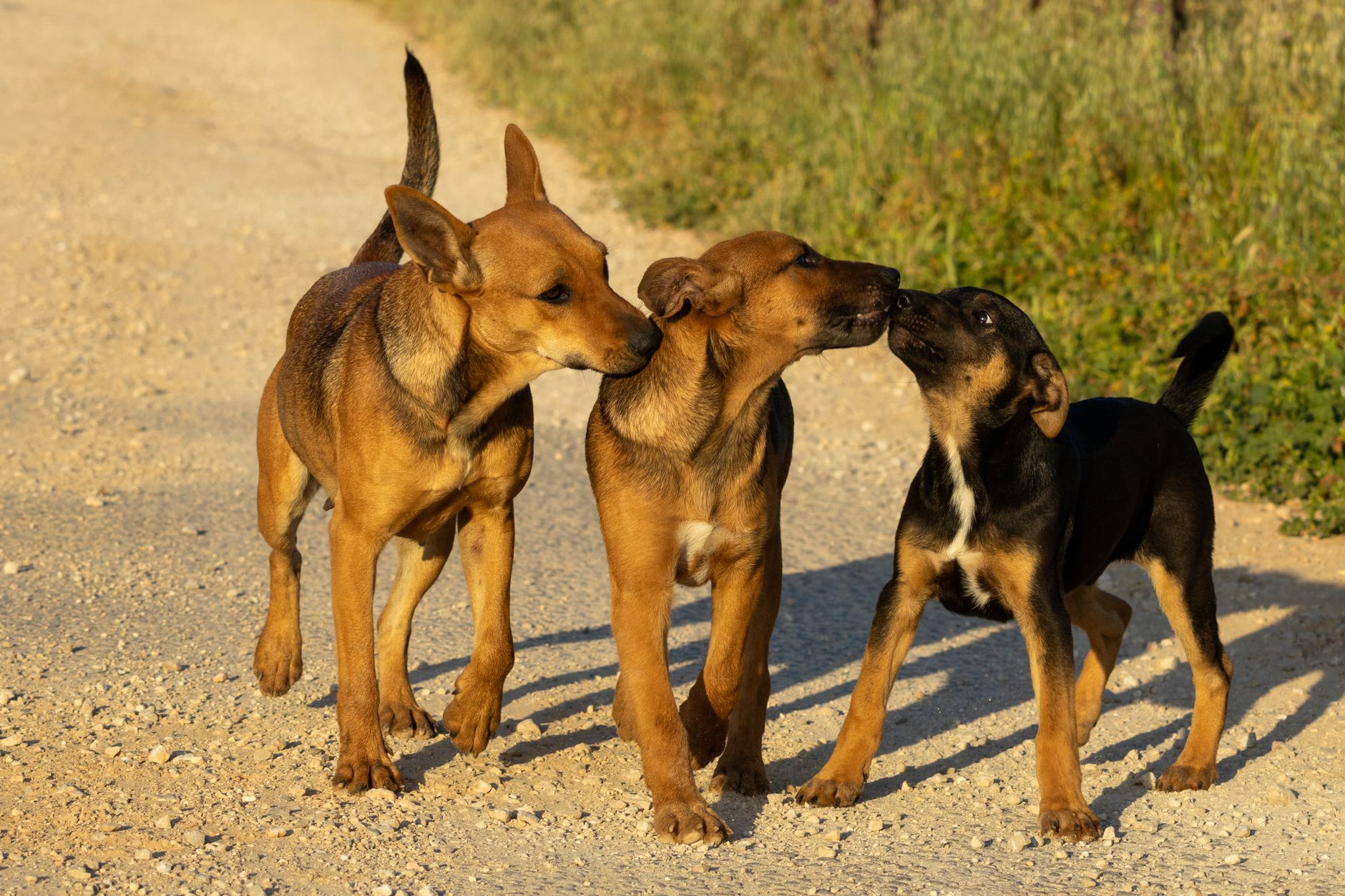 İzmir’de Köpek Kısırlaştırma için Hangi Klinikl...