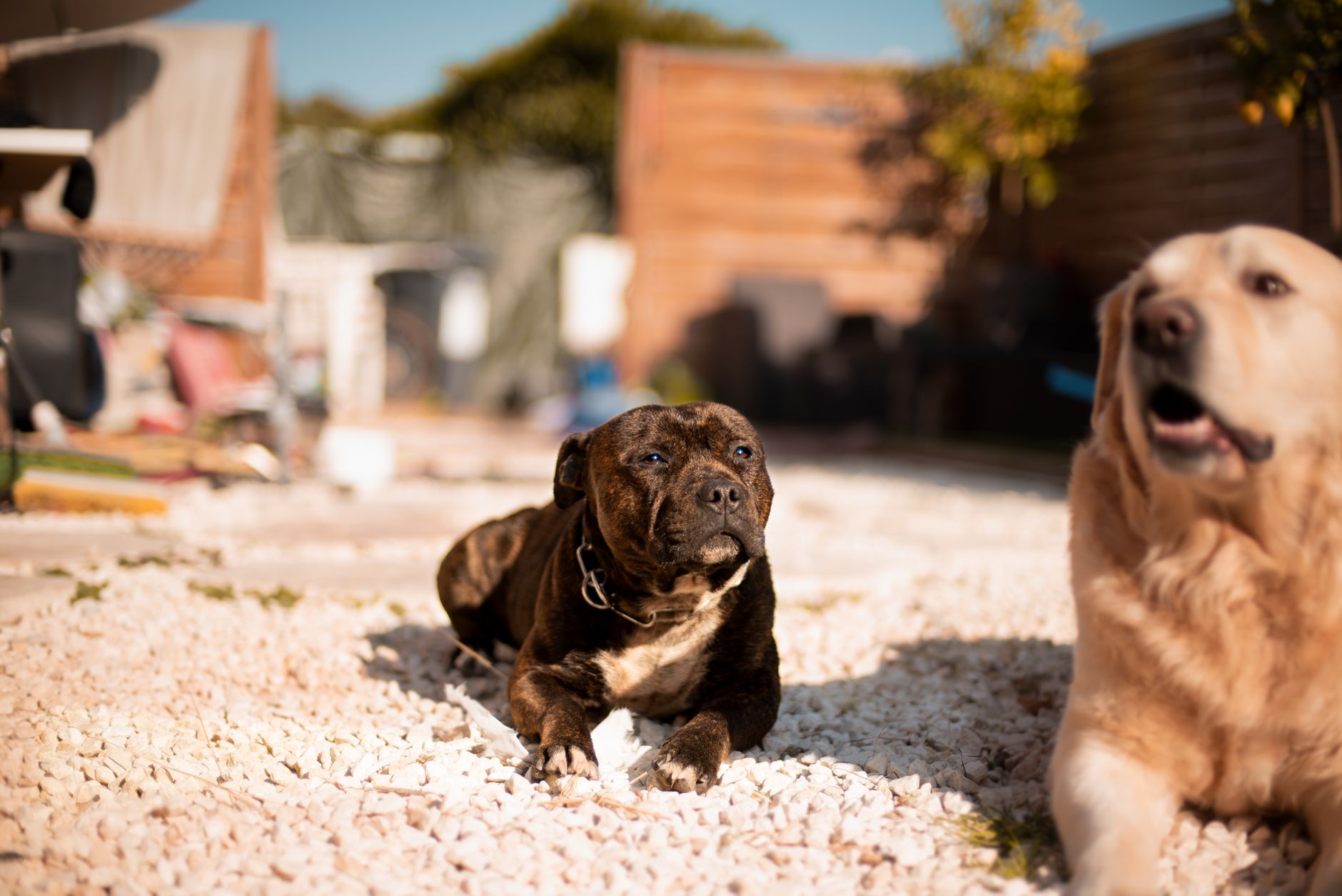 Köpeğim Bir Şey Yuttu: Ne Yapmalıyım?