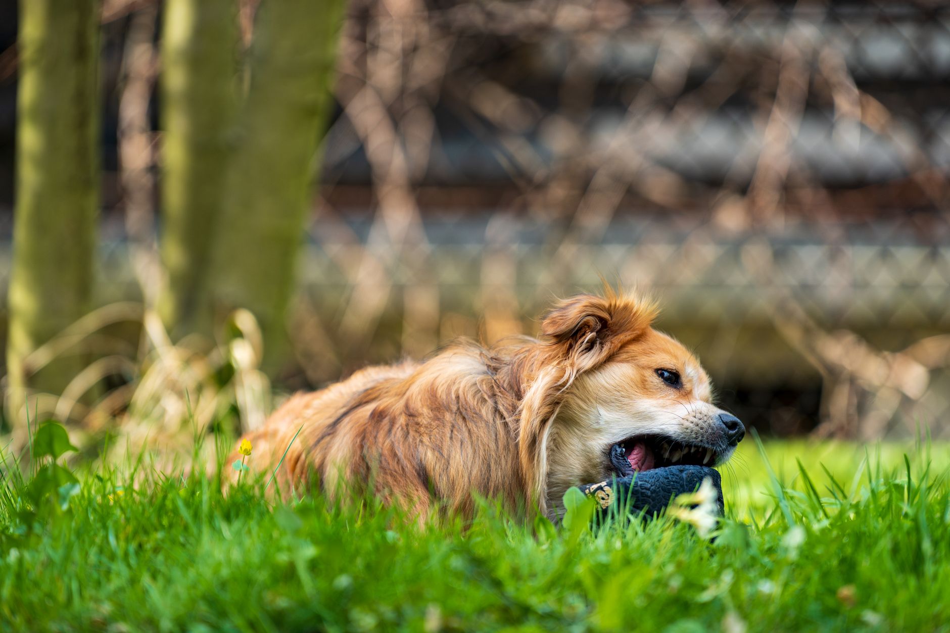 Köpeğim Bir Şey Yuttu: Ne Yapmalıyım?