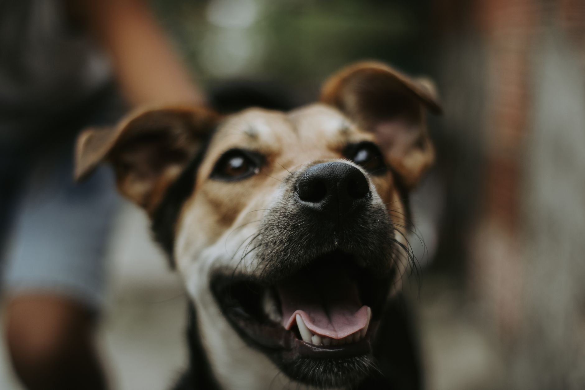 Köpeklerde Aşılama: İzmir'de Ne Yapmalısınız?