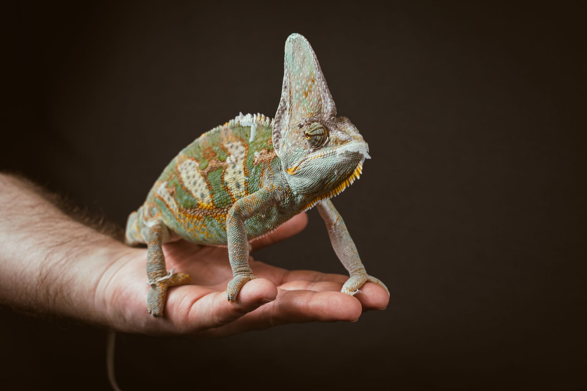 İzmir Exotic Veteriner: Egzotik Evcil Hayvan Ba...