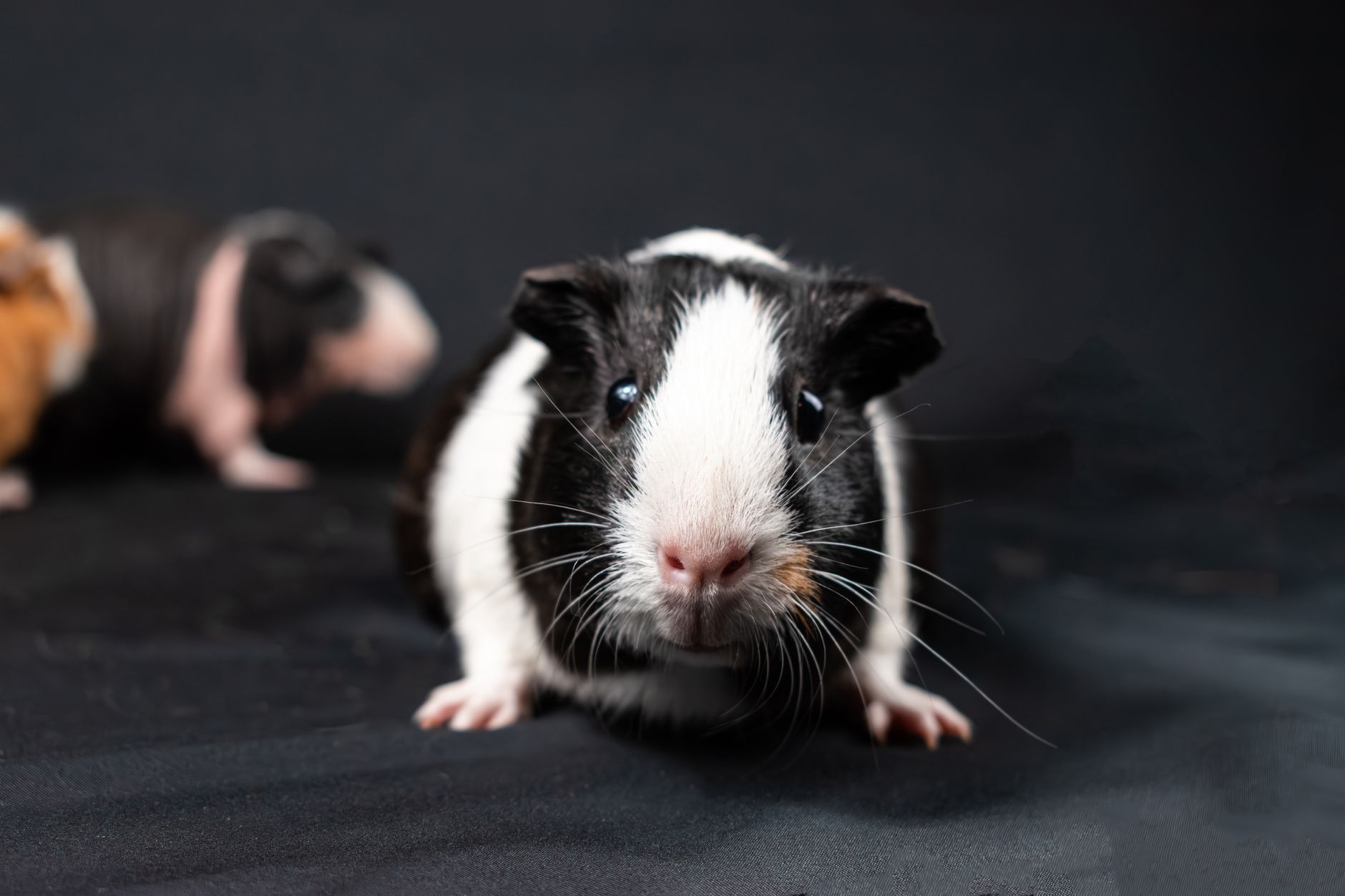 Hamster Bakımı İçin Temel Bilgiler