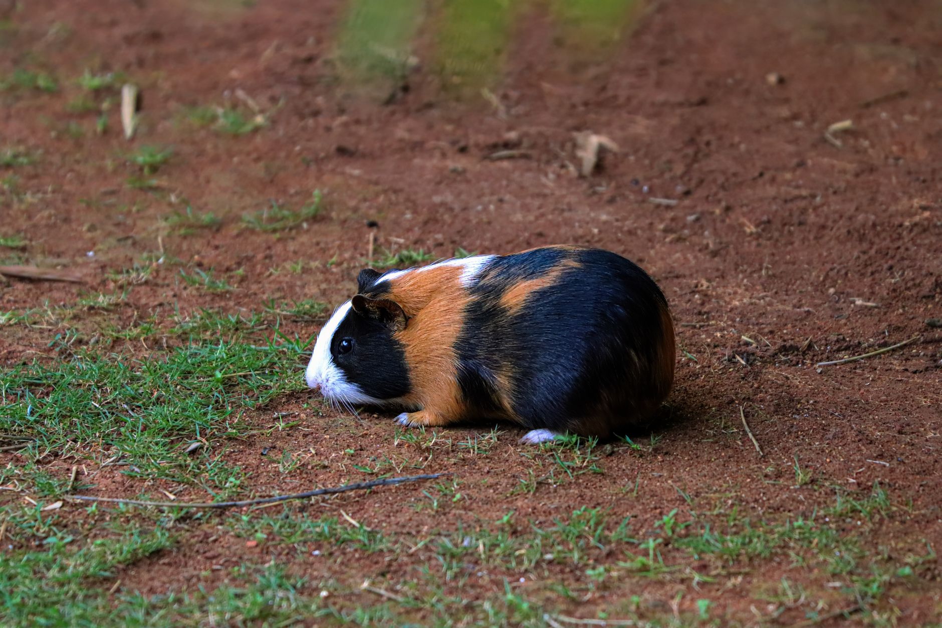Hamster Bakımı İçin Temel Bilgiler