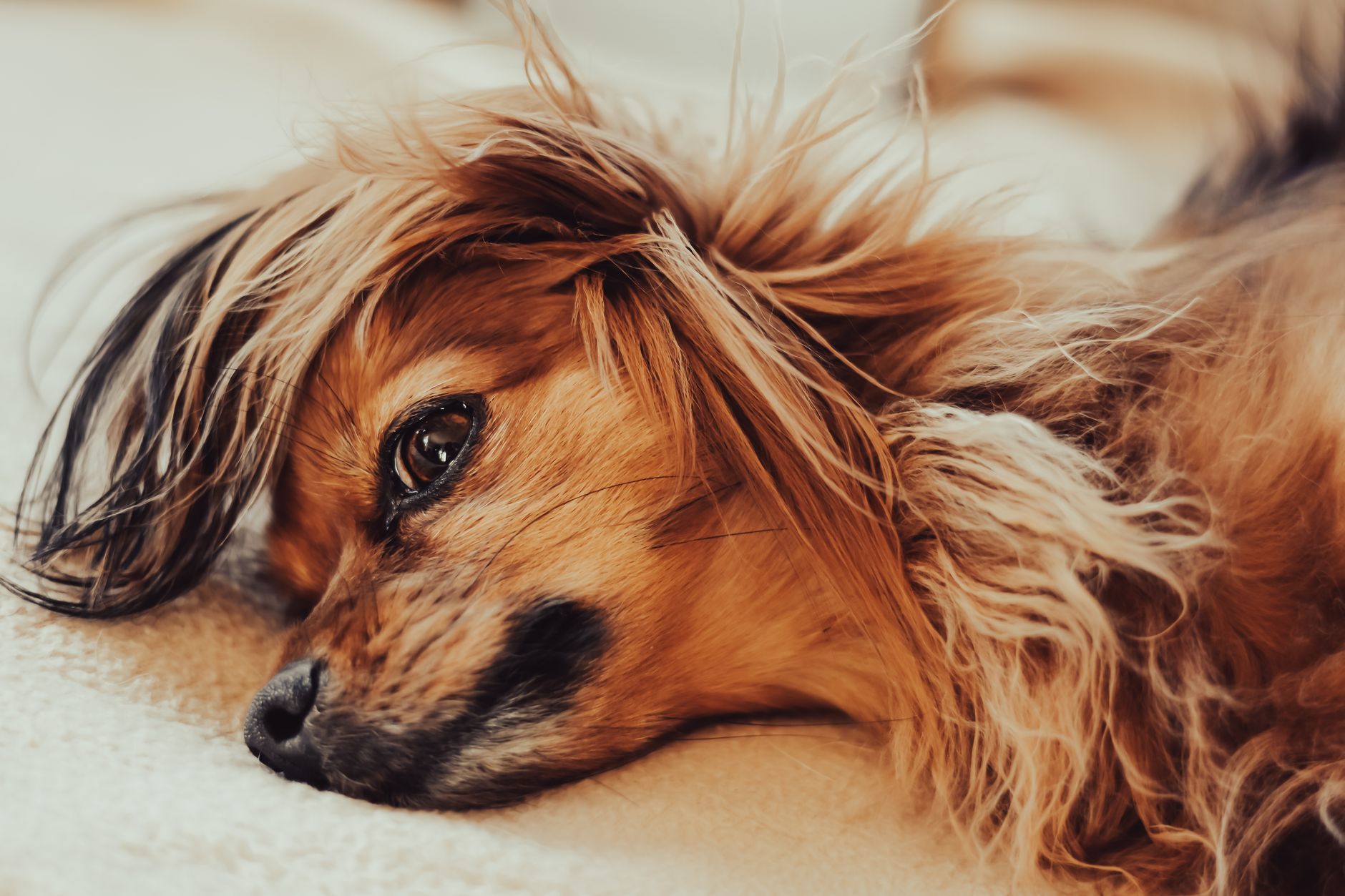 İzmir'deki Kedi ve Köpek Kalp Ameliyatı Araştır...