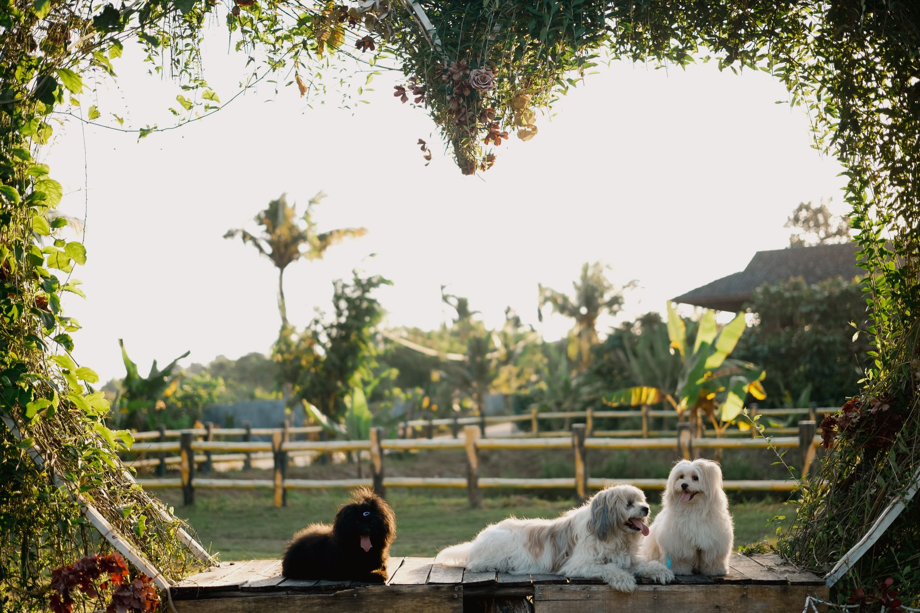 Pet Otel - The Vets Hub İzmir