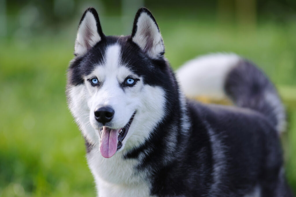 Köpek Türleri - The Vets Hub İzmir Veteriner