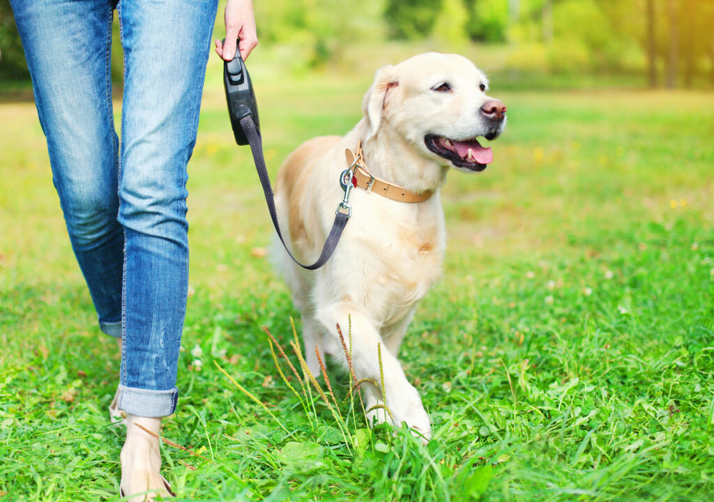 Köpeklerde Tasma Eğitimi ve Çekiştirme Sorunu - The Vets Hub