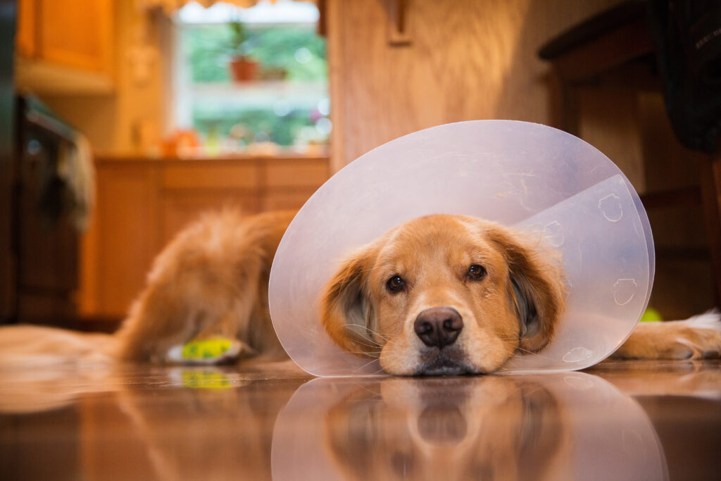 Köpek Kısırlaştırma Ne Zaman ve Neden? - The Vets Hub