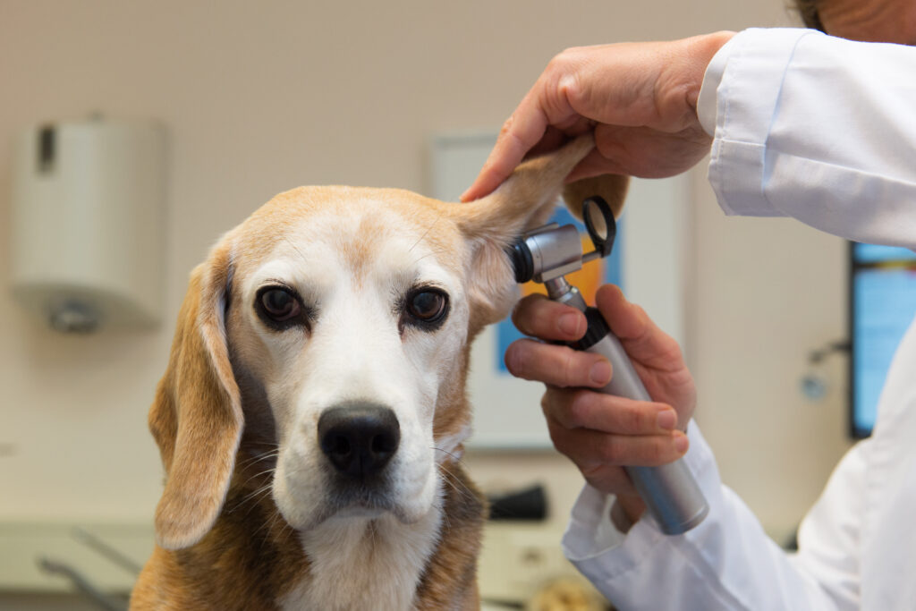 Köpeklerde Kulak İltihabı - The Vets Hub Veteriner Kliniği İzmir