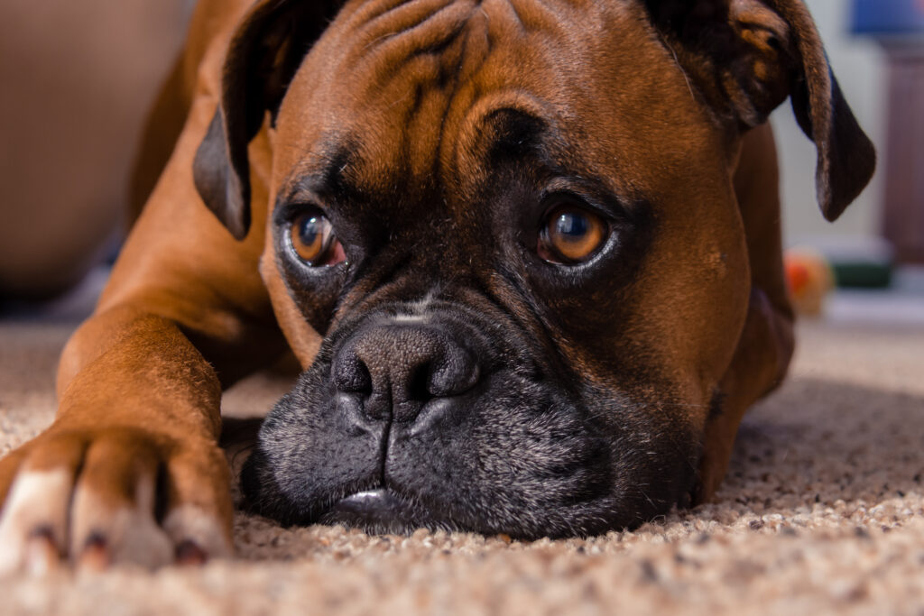 Boxer - The Vets Hub Veteriner Kliniği İzmir