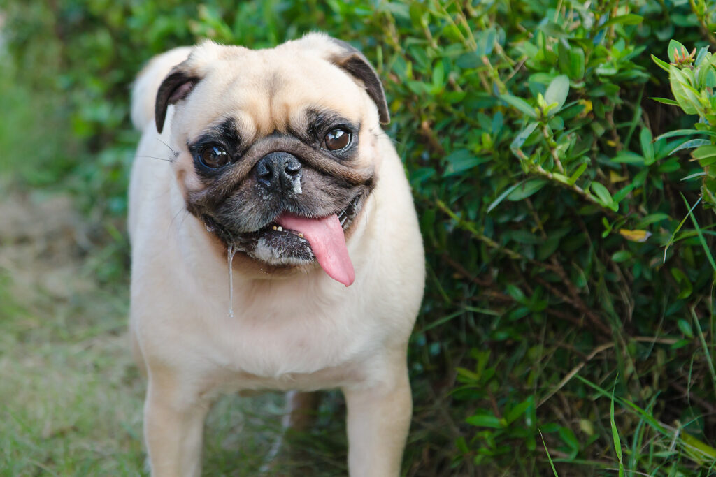Pug - The Vets Hub Veteriner Kliniği İzmir