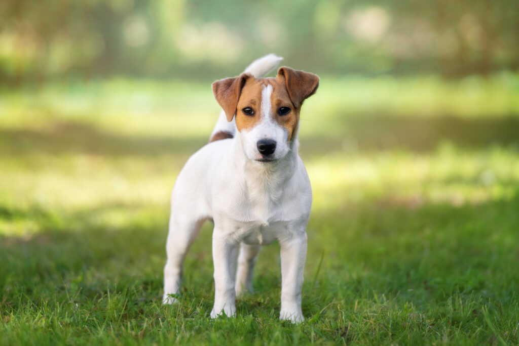 Jack Russell Terrier - The Vets Hub