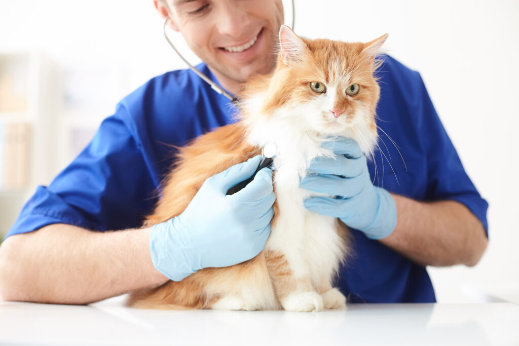 Kedilerde İdrar Tıkanıklığı - The Vets Hub Veteriner Kliniği İzmir