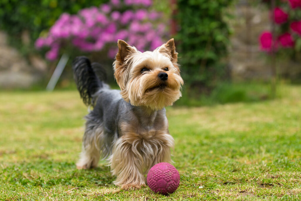 Yorkshire Terrier - The Vets Hub