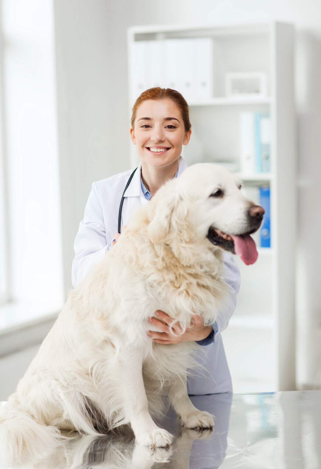Veteriner hekim golden retriever ile klinikte