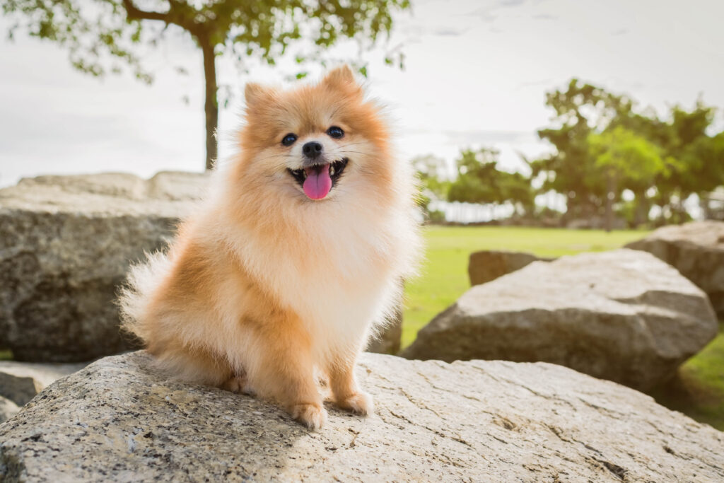 Pomeranian - The Vets Hub