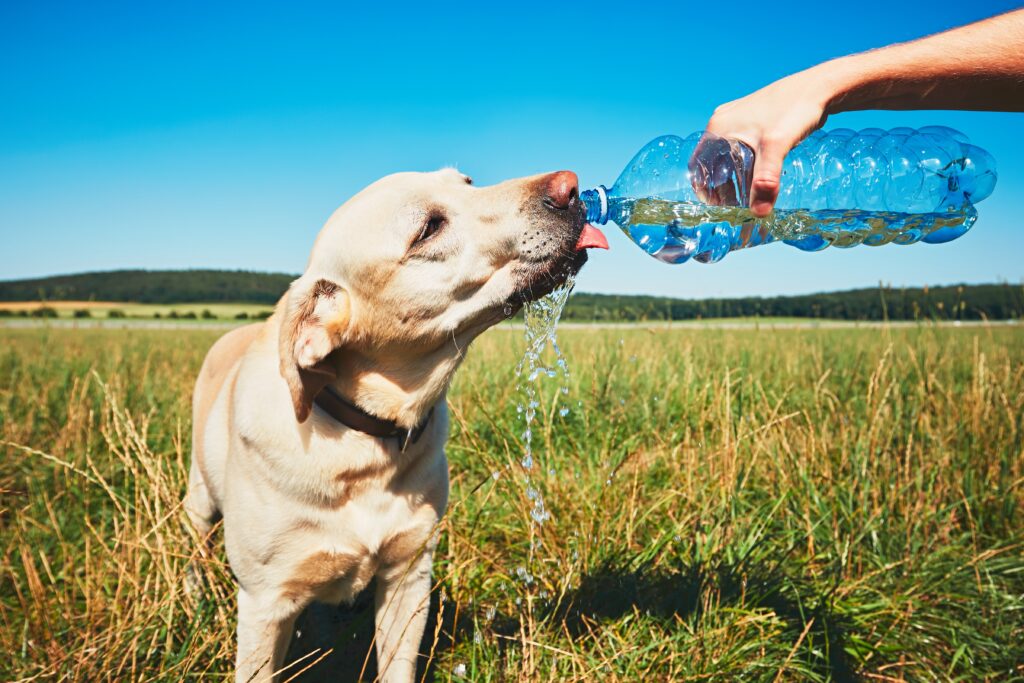 Sıcak Havalarda Köpek Bakımı Yaz Güvenliği Rehberi - The Vets Hub